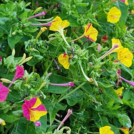 Fantasia House بيت شباب