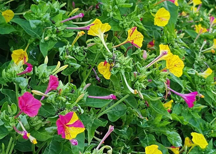 Fantasia House Hostel